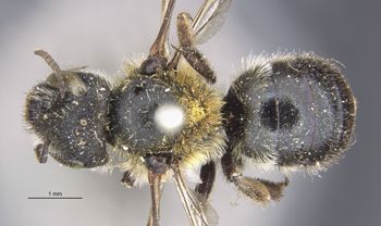Media type: image;   Entomology 527 Aspect: habitus dorsal view